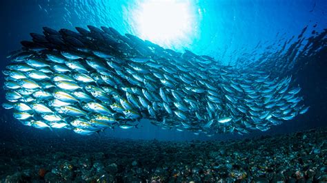 a bunch of fish|Group of Fish .